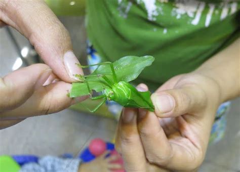 蚱蜢預兆|【蚱蜢預兆】遇到蚱蜢預兆！家中突襲出現，竟有這層含意！ – 潘。